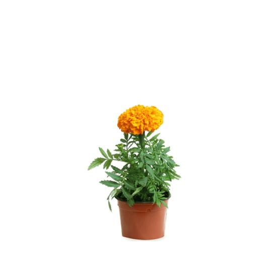 Imagen de Flor de cempasúchil mini en planta viva