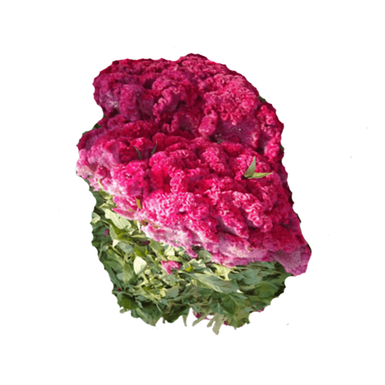 Imagen de Flor de terciopelo en rollo extra grande