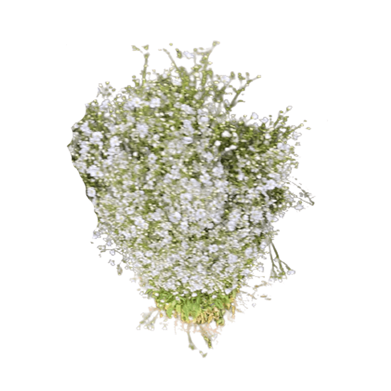 Imagen de Flor nube en rollo extra grande