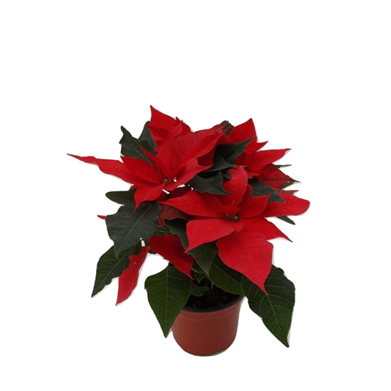 Imagen de Nochebuena roja chica en planta viva (maceta #4 - 25cm aprox.)