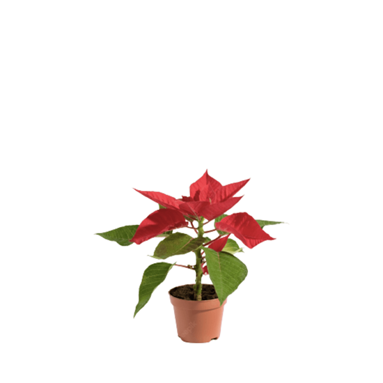 Imagen de Nochebuena roja mini en planta viva (maceta #3 - 15cm aprox.)