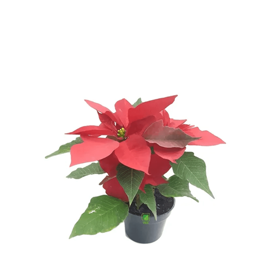 Imagen de Nochebuena roja extra chica en planta viva (maceta #4 - 20cm aprox.)