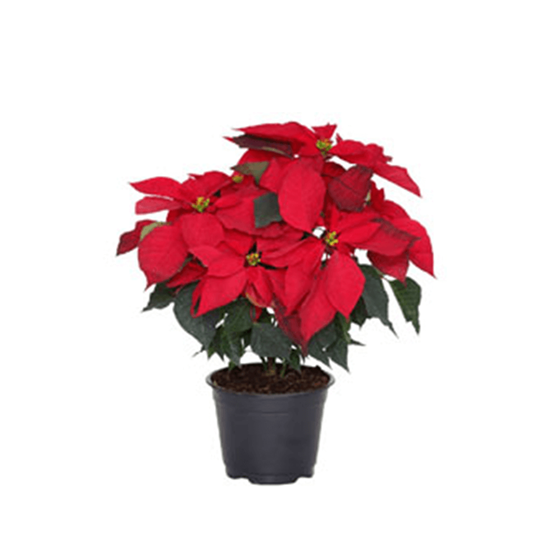 Imagen de Nochebuena roja grande en planta viva (maceta #6 - 40cm aprox.)