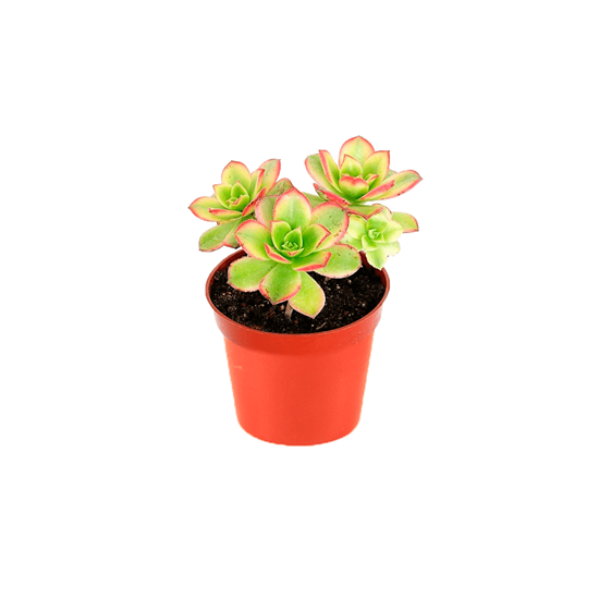 Imagen de Suculenta aeonium kiwi en planta viva