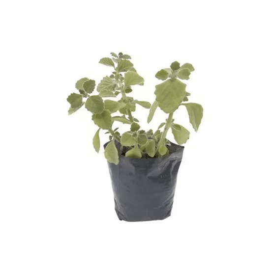 Imagen de Vaporub en planta viva