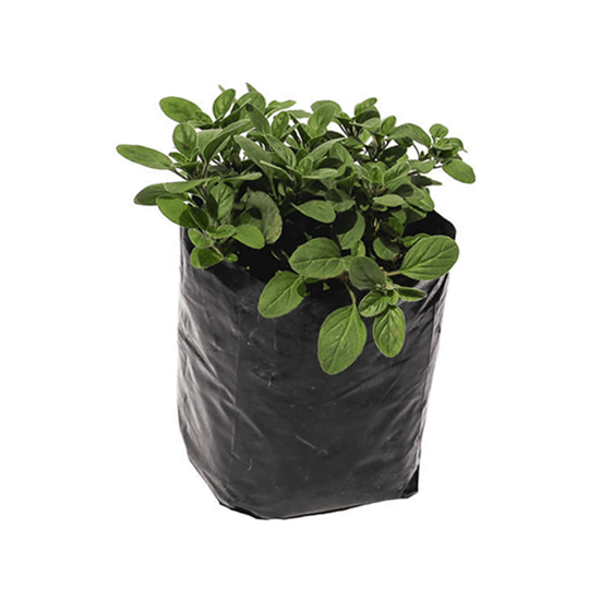 Imagen de Menta en planta viva