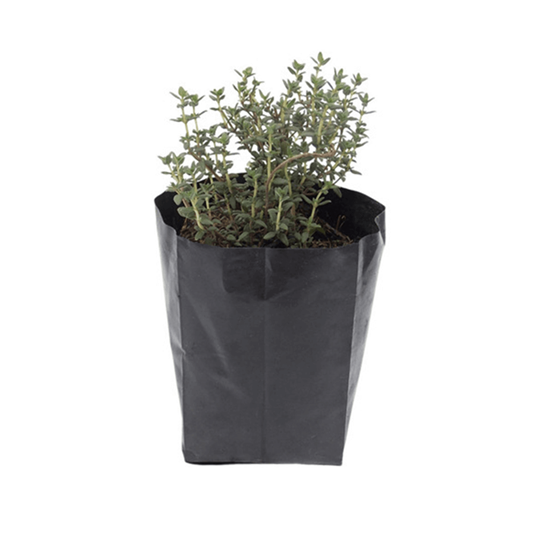 Imagen de Tomillo en planta viva