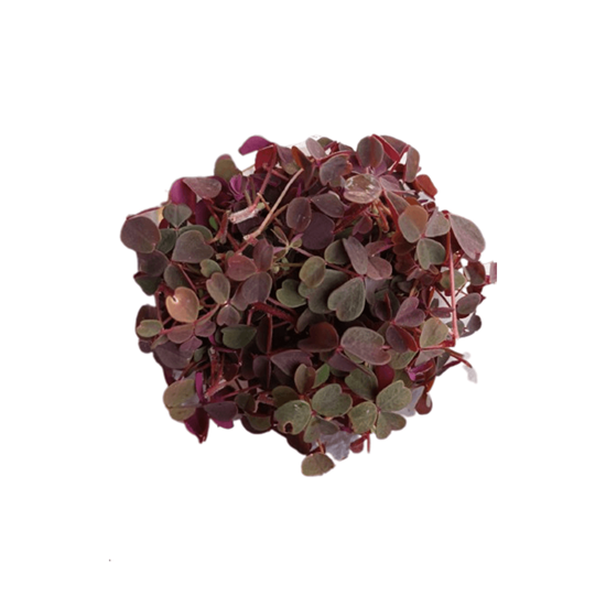 Imagen de Trébol rojo (Oxalis) comestible en domo