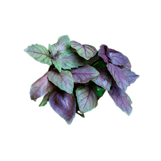 Imagen de Albahaca italiana morada en manojo de 250g