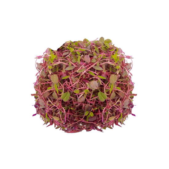 Imagen de Brote de amaranto en domo (30g aprox.)