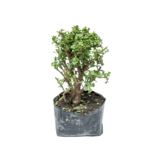 Imagen de Árbol de la abundancia mediano (25cm aprox.)