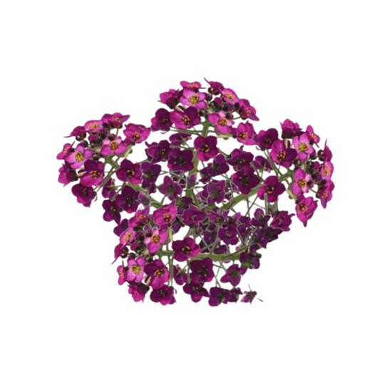 Imagen de Flor de panalillo morada comestible en domo