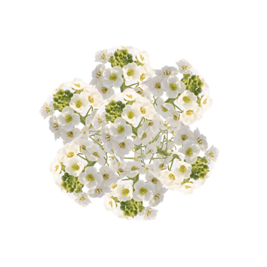 Imagen de Flor de panalillo blanca comestible en domo