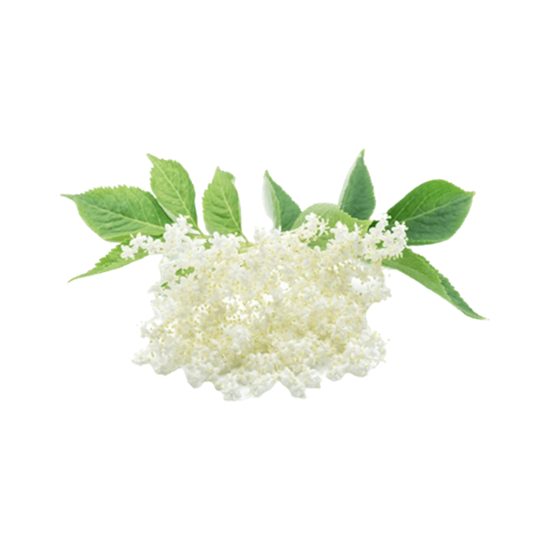 Imagen de Flor de sauco comestible en domo