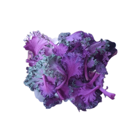 Imagen de Hoja tierna de kale morada comestible en domo