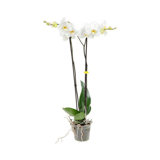 Imagen de Orquídea Phalaenopsis blanca grande con dos varas florales en planta viva (50cm aprox.)