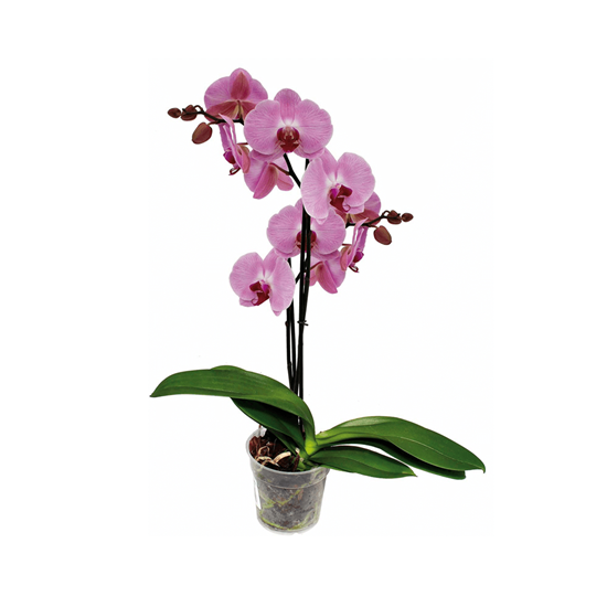 Imagen de Orquídea Phalaenopsis rosa grande con dos varas florales en planta viva (50cm aprox.)