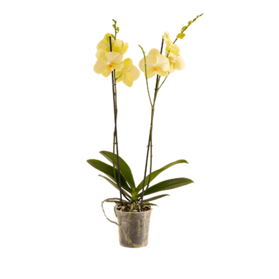 Imagen de Orquídea Phalaenopsis amarilla grande con dos varas florales en planta viva (50cm aprox.)