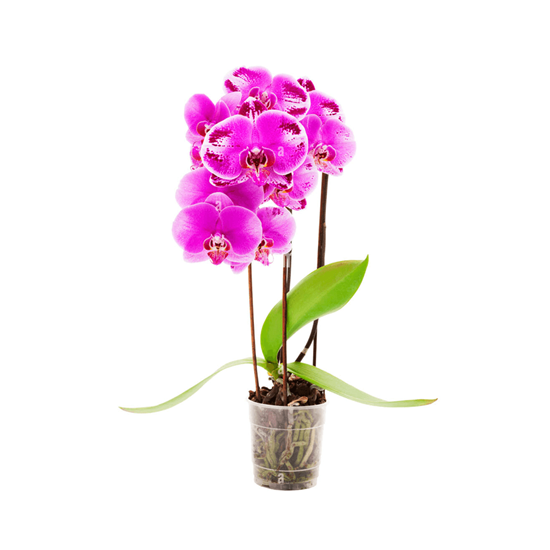 Imagen de Orquídea Phalaenopsis rosa con blanco grande con dos varas florales en planta viva (50cm aprox.)