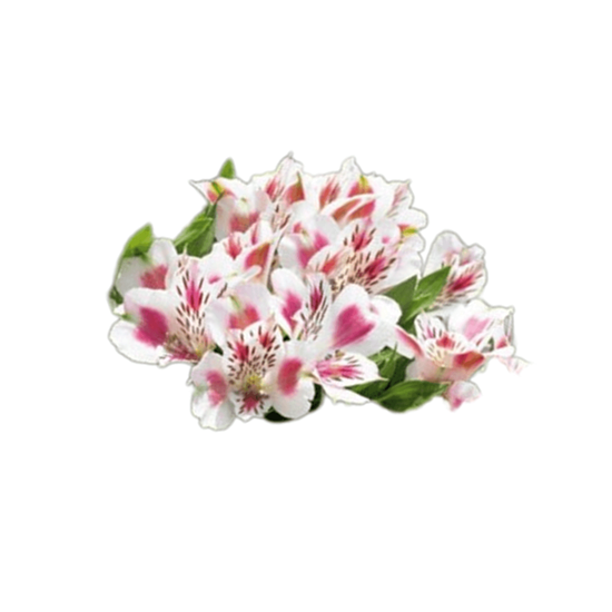 Imagen de Flor de astromelia comestible en domo