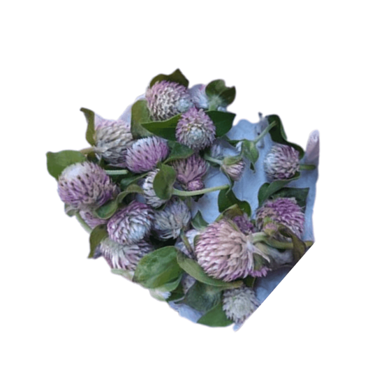 Imagen de Flor de amaranto globo comestible en domo