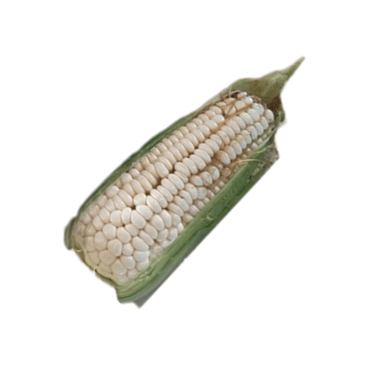 Imagen de Elote cacahuazintle tierno mediano para hervir