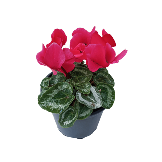 Imagen de Violeta imperial/cyclamen fucsia en planta viva
