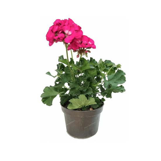 Imagen de Malvón o geranio color rosa en planta viva