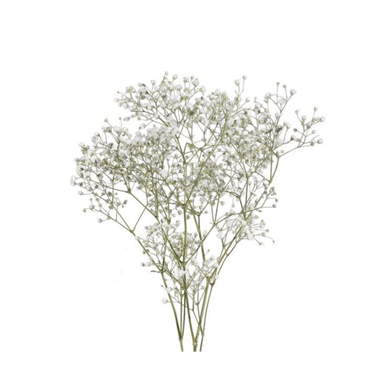 Imagen de Flor nube baby (baby breath) en ramo chico