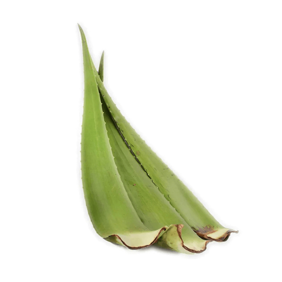Imagen de Sábila en penca extra grande (4kg aprox.)