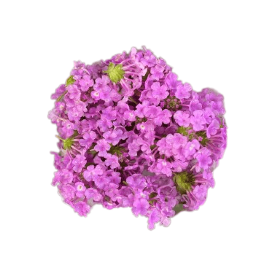 Imagen de Flor de lantana comestible en domo