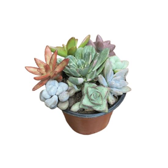 Imagen de Combinación de suculentas en planta viva maceta chica