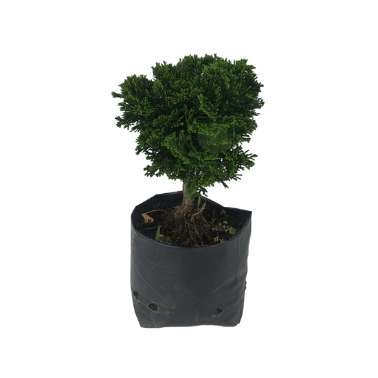 Imagen de Bonsai ciprés hinoki en planta viva chico (20 cm aprox.)
