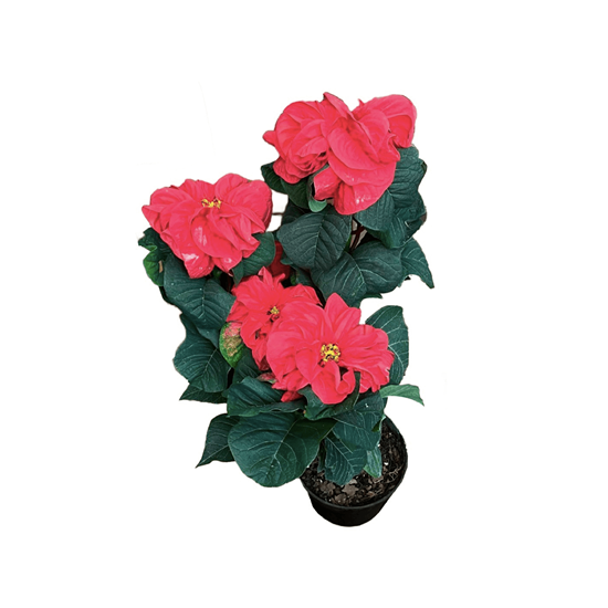 Imagen de Nochebuena rehilete roja en planta viva (40cm aprox.)