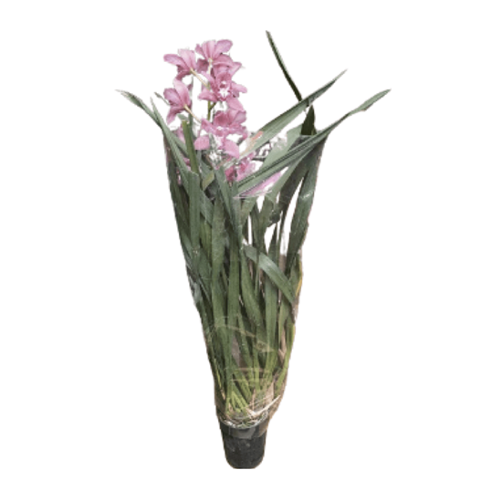 Imagen de Orquídea barco/cymbidium extra grande en planta viva (1m de alto aprox.)