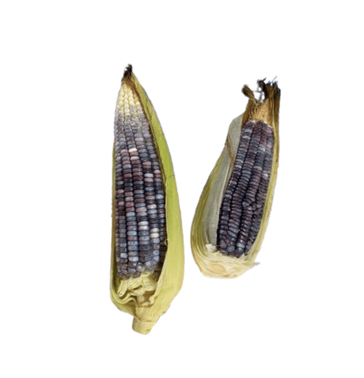 Imagen de Elote azul