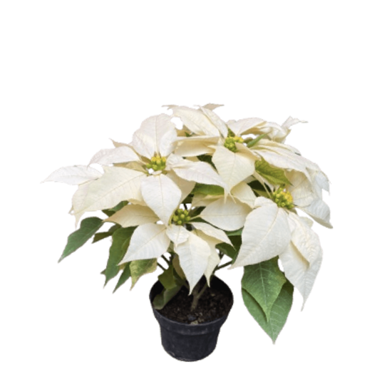 Imagen de Nochebuena blanca chica en planta viva (maceta #4 - 25cm aprox.)