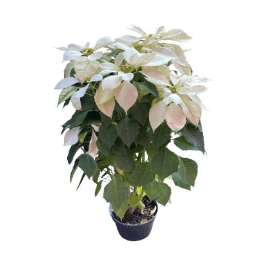Imagen de Nochebuena blanca extra grande en planta viva (maceta #7 - 55cm aprox.)