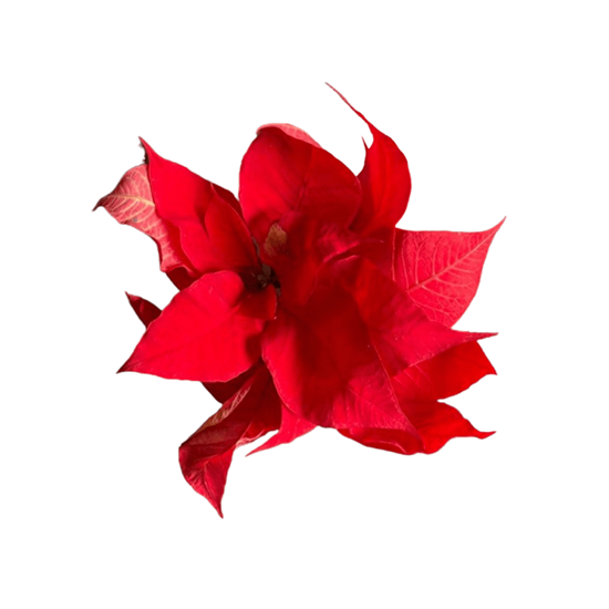 Imagen de Flor de nochebuena roja comestible en domo de 30g aprox.