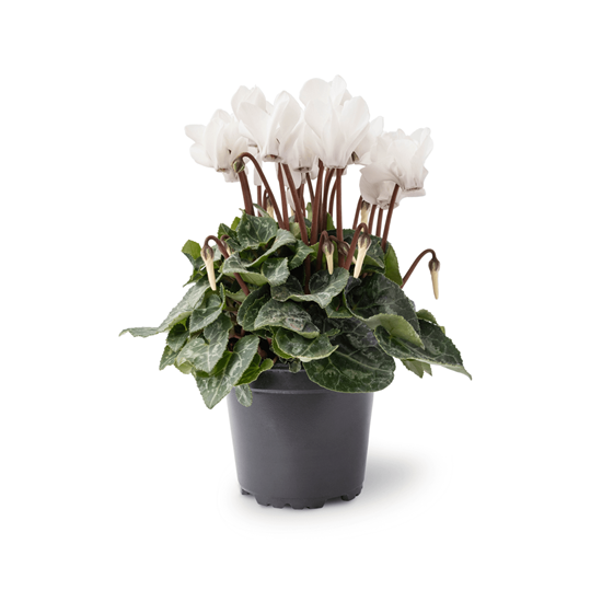 Imagen de Violeta imperial/cyclamen blanco en planta viva