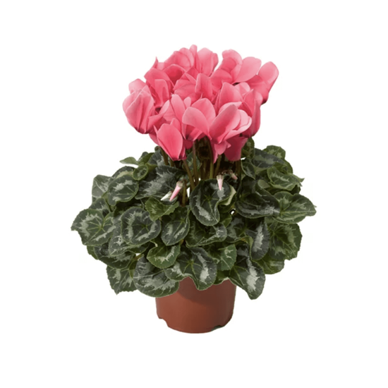 Imagen de Violeta imperial/cyclamen rosa en planta viva