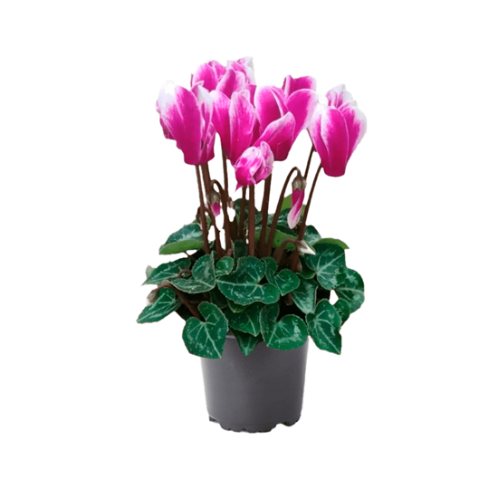 Imagen de Violeta imperial/cyclamen bicolor en planta viva