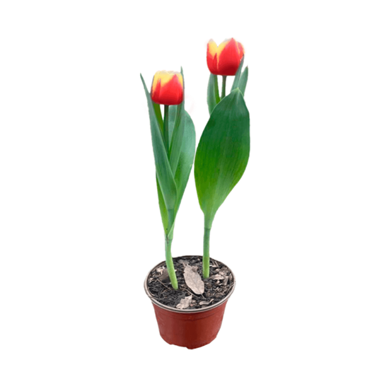 Imagen de Tulipán holandés bicolor rojo con amarillo con flor abierta en planta viva (35cm aprox.)