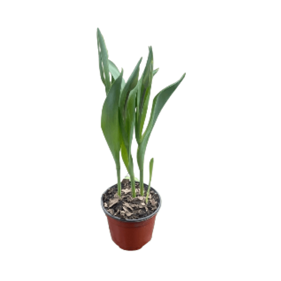 Imagen de Tulipán holandés morado con botón cerrado en planta viva (35cm aprox.)