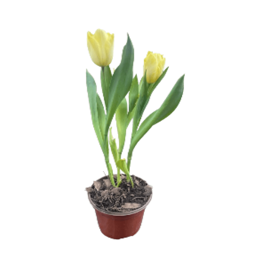 Imagen de Tulipán holandés amarillo con flor abierta en planta viva (35cm aprox.)