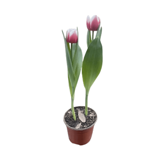 Imagen de Tulipán holandés bicolor rosa con blanco con flor abierta en planta viva (35cm aprox.)