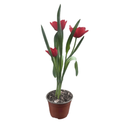 Imagen de Tulipán holandés rojo con flor abierta en planta viva (35cm aprox.)