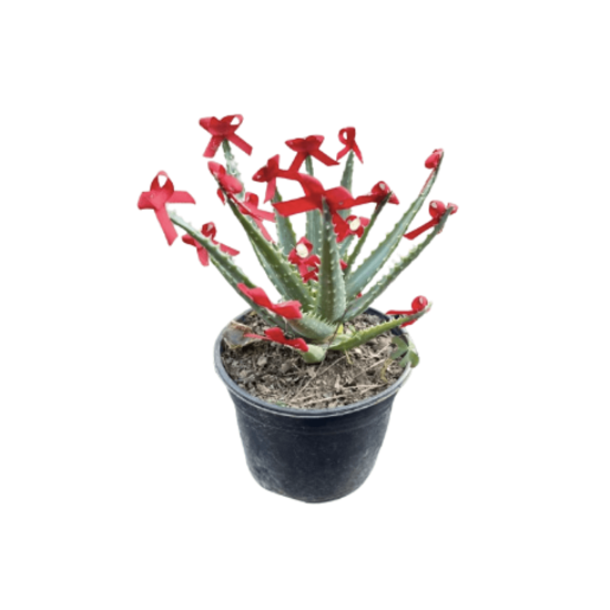 Imagen de Sábila de ornato chica en planta viva con listones rojos para protección y abundancia (15cm aprox.)