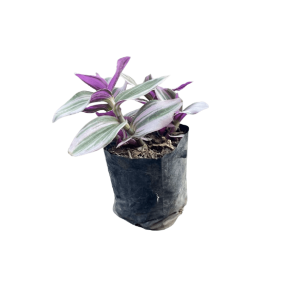 Imagen de Colisandra rosa en planta viva (12cm aprox.)