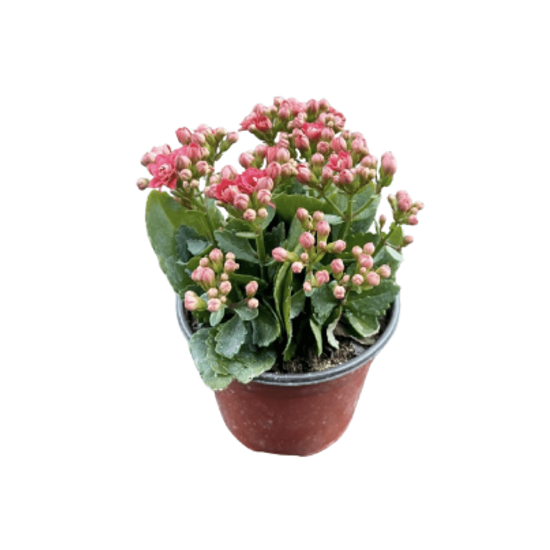 Imagen de Kalanchoe rosa chico en planta viva (15cm aprox.)